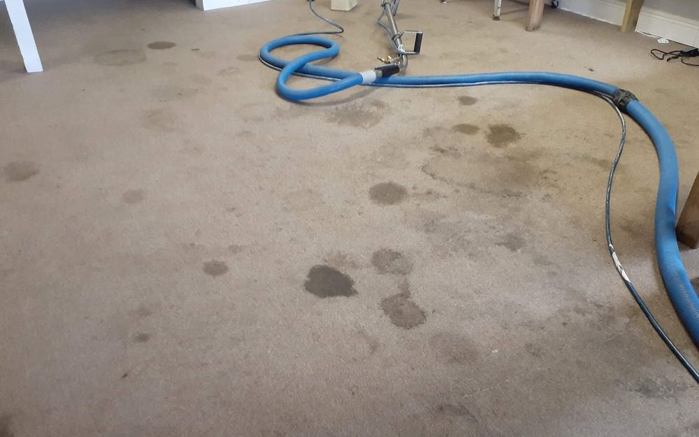 Water-stained carpet with an extraction hose